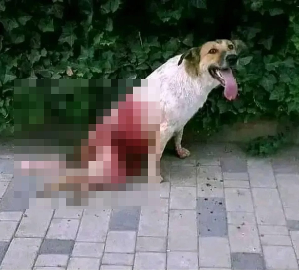 Graphic image of a dog near a severely injured animal.