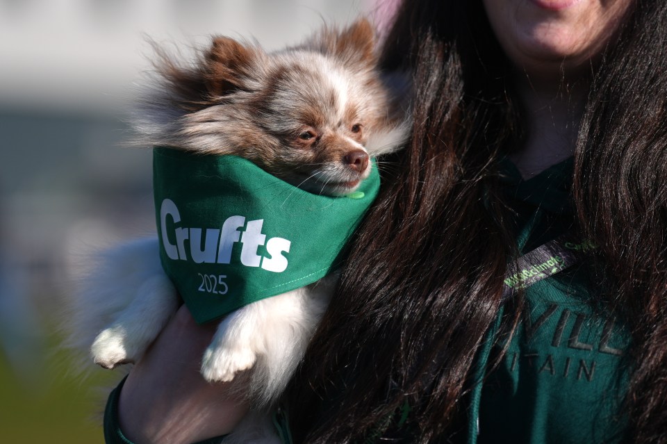 A Pomeranian dog wearing a Crufts 2025 bandana is held by its owner.
