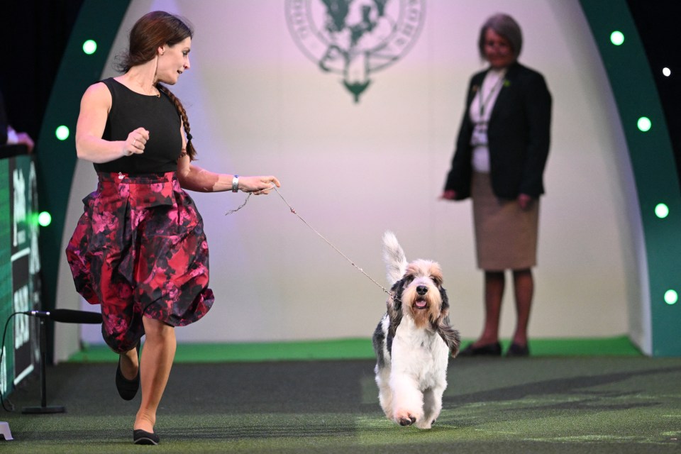 A Basset Griffon Vendeen dog and its handler compete in the Best in Show event at the Crufts Dog Show.
