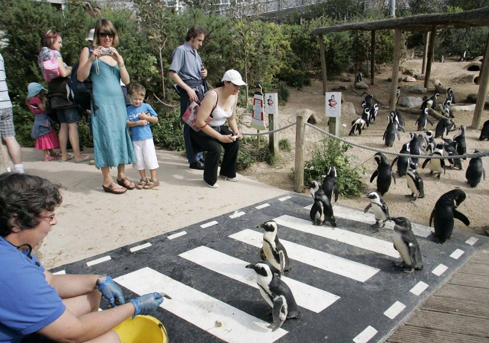 Penguins crossing a pedestrian crossing at a zoo.