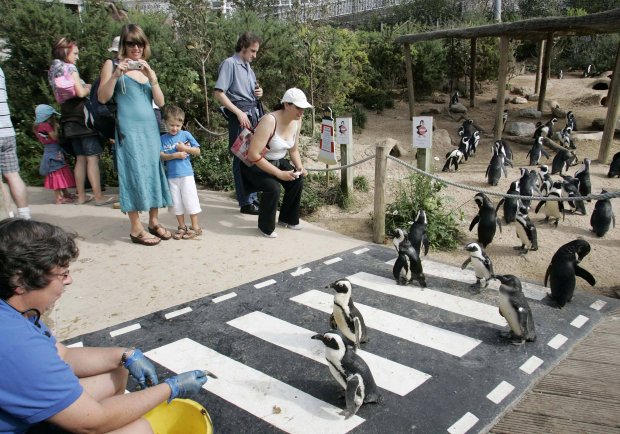 Penguins crossing a pedestrian crossing at a zoo.