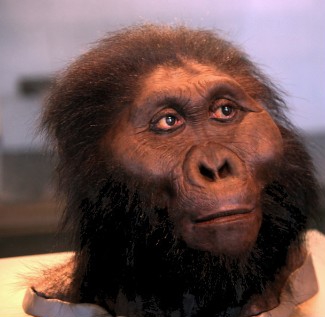 Reconstruction of an Oldowan person.