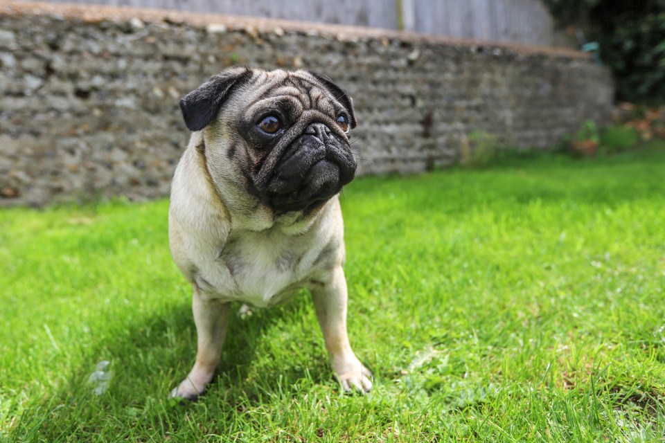 Pug standing in a garden.