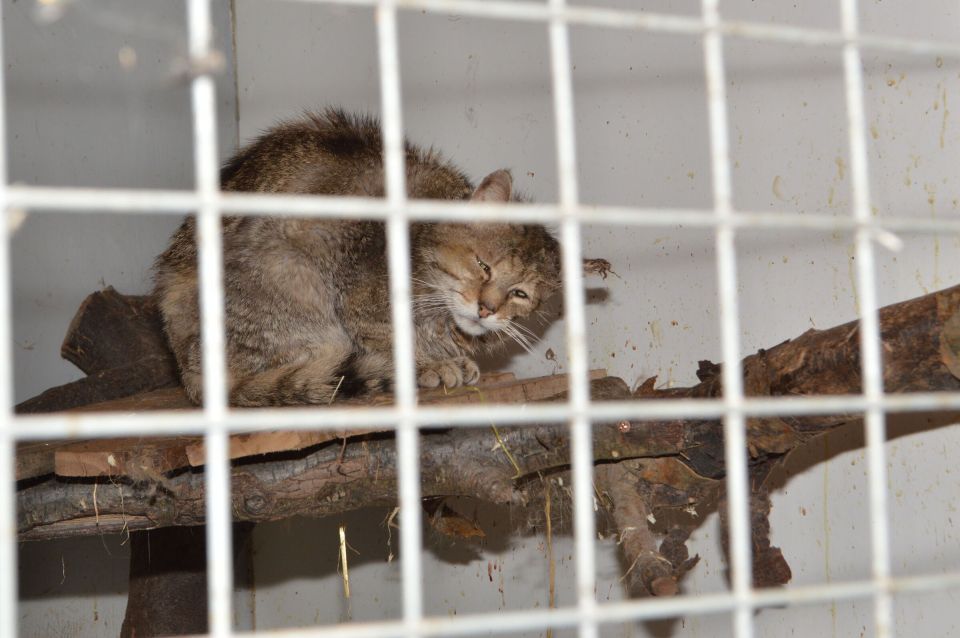A wildcat in a cage.