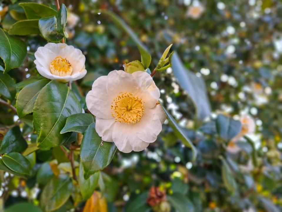 Two white camellia blossoms on a bush.