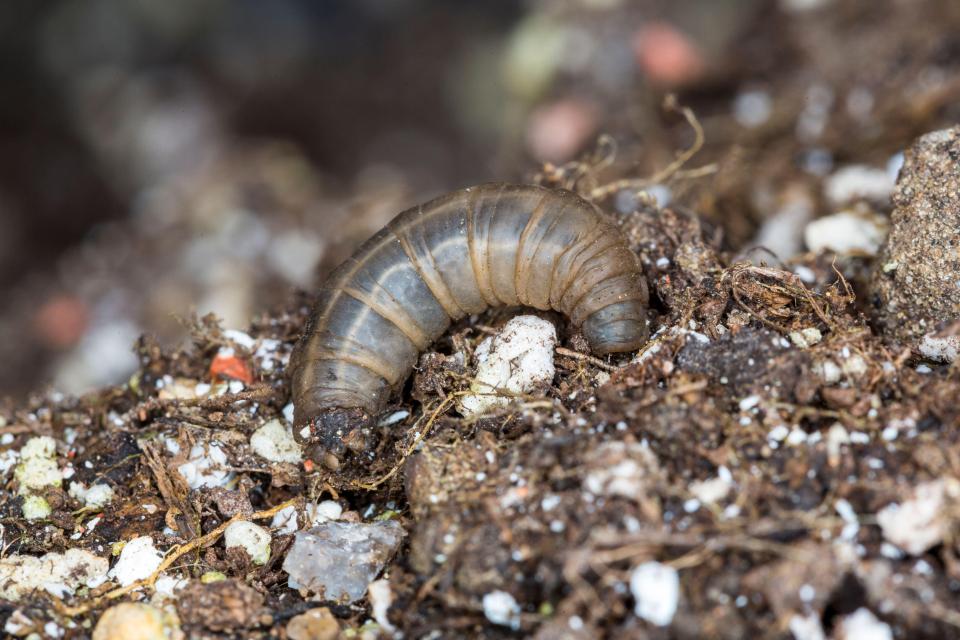 Close-up of a cranefly larva in soil.