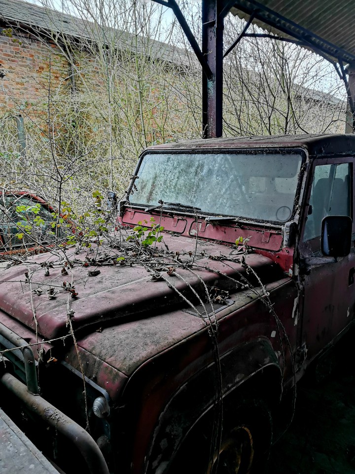 Overgrown vintage jeep in a neglected car collection.