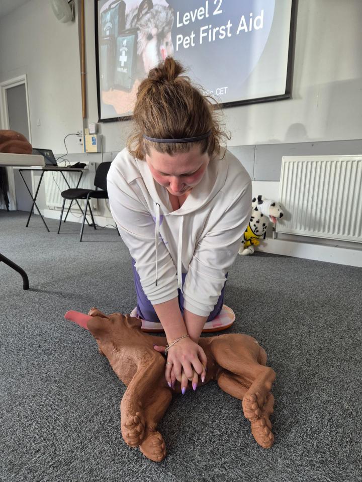 Person performing pet first aid on a canine training mannequin.