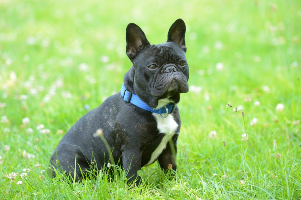 Black French bulldog sitting in the grass.