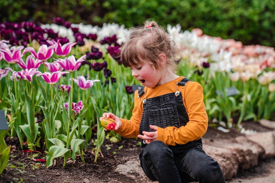 A toddler looking at a decorated Easter egg in a tulip garden.