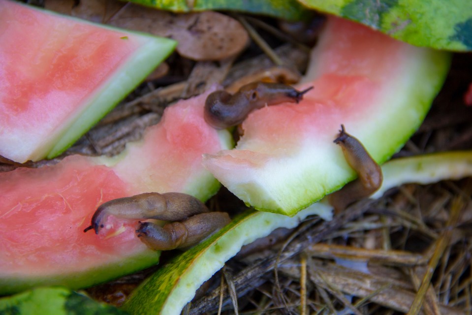 slugs close up. Garden slugs eat watermelon peel. Slime Garden Pests