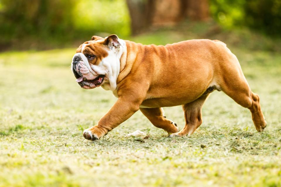 English Bulldog running in grass.