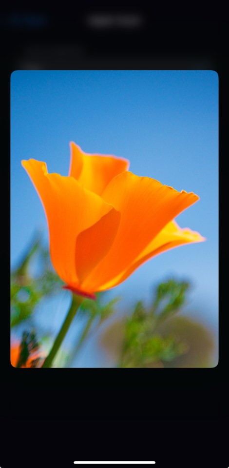 Orange California poppy against a blue sky.