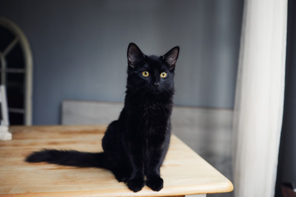 Portrait of a black cat sitting on a table.