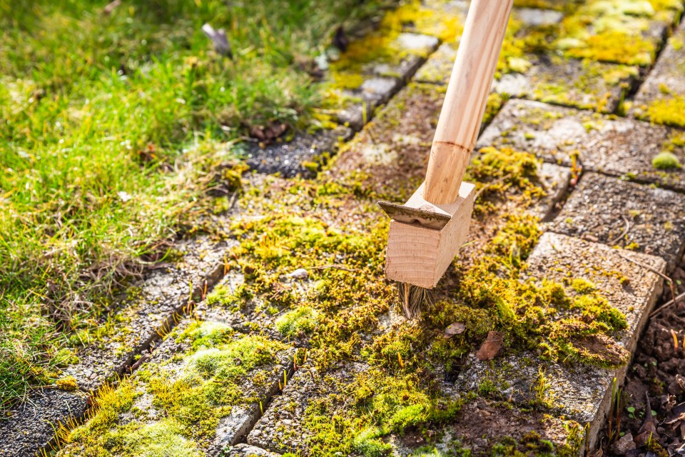 Removing moss from paving stones with a brush.