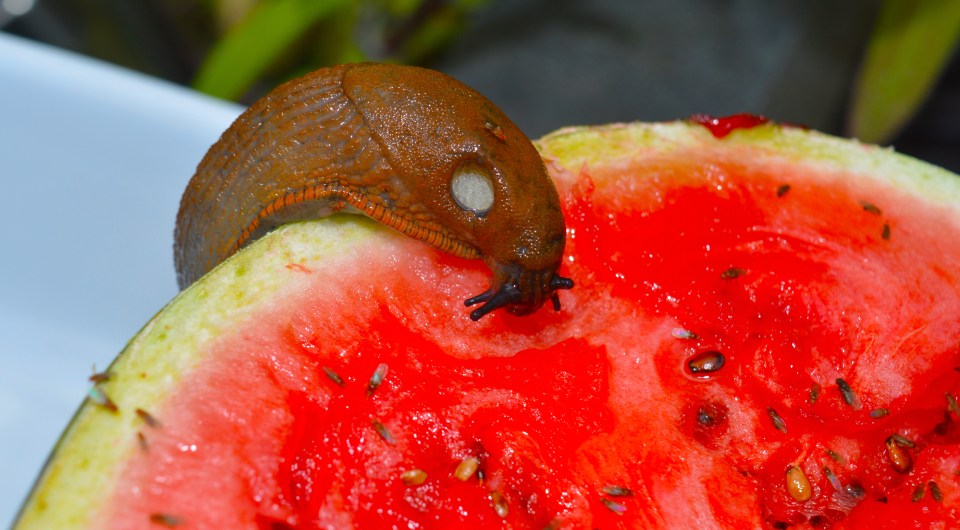 August 20, 2016 - Slug and fruit flies eating a water melon