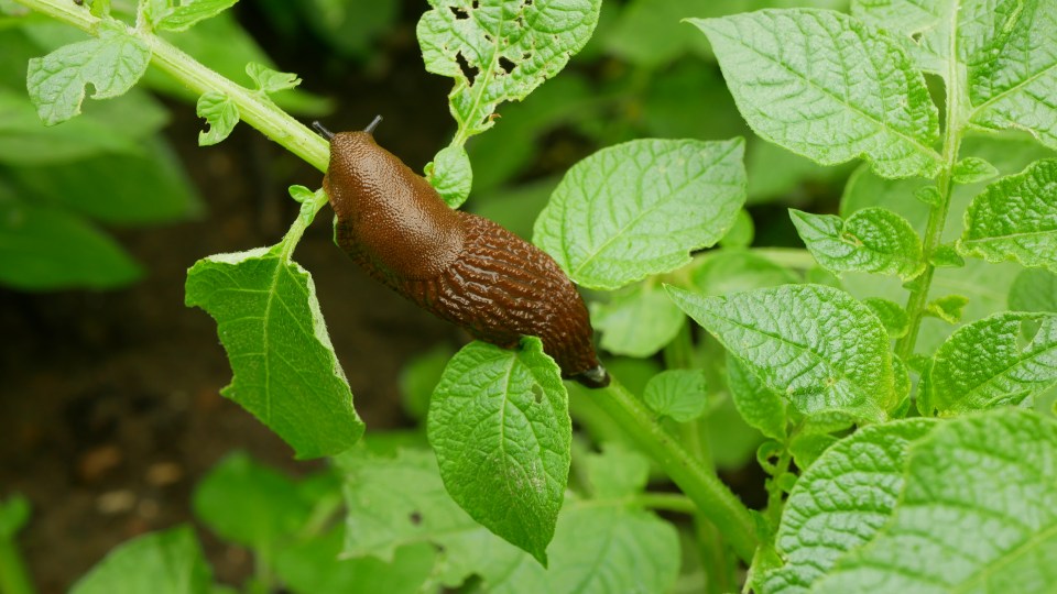 Spanish slug pest Arion vulgaris snail parasitizes on potato leaves Solanum tuberosum potatoes leaf vegetables or cabbage lettuce moving in the garden, eating ripe plant crops. An invasive of slug native to Spain land from the Iberian Peninsula. Dangerous for agriculture, farming and farm. Must be picked hand. Does enormous damage. Local overpopulation or overgrowth. Lack of natural enemies and parasites. Disposal granules molluscicides by poison pesticides or parasitic nematodes. Czech Europe