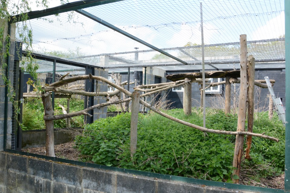 Overgrown tiger enclosure at a derelict zoo.