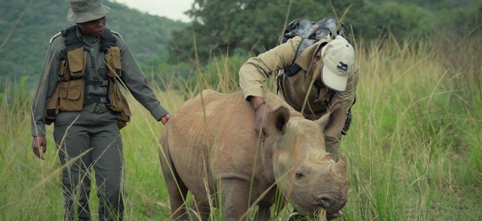 Two rangers with a rhino in a grassy field.
