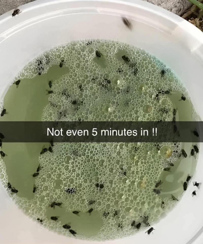 Many flies in a soapy liquid.
