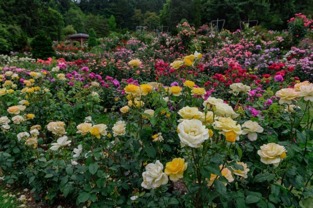 Rose garden with various colored rose bushes in full bloom.