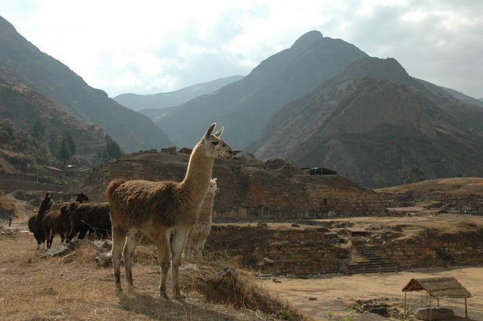 Llamas at the Chavín de Huantar ruins in Peru.