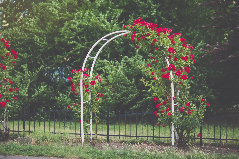 Red climbing roses blooming over a white garden arch.
