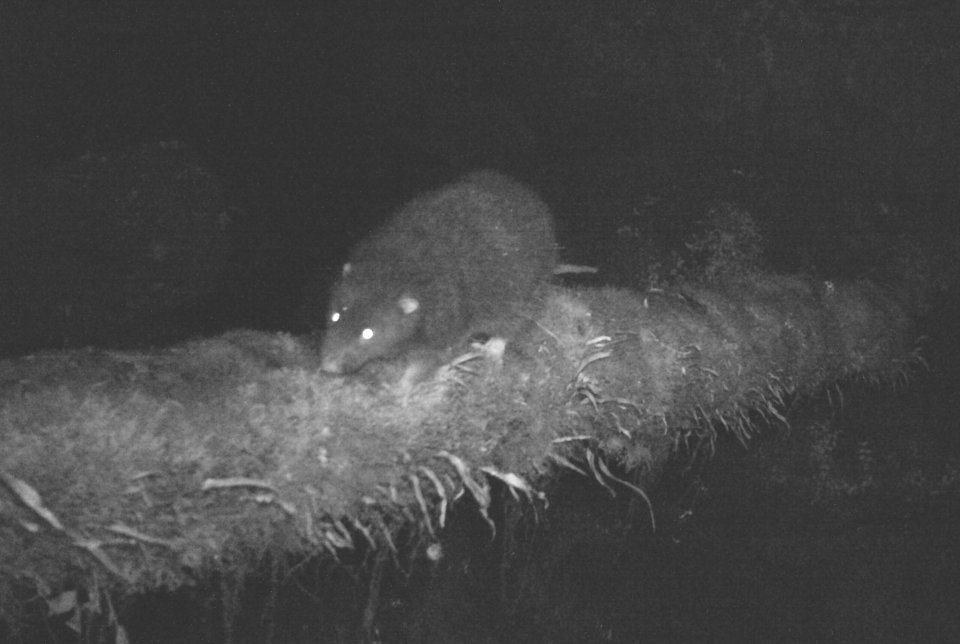 Night vision image of a Mallomys istapantap rodent.