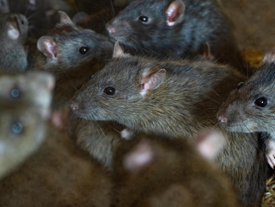 Brown rats in a barn.