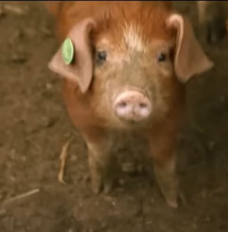 Piglet from Clarkson's Farm.