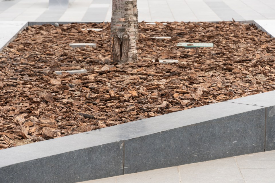 Tree trunk mulched with brown wood chips.