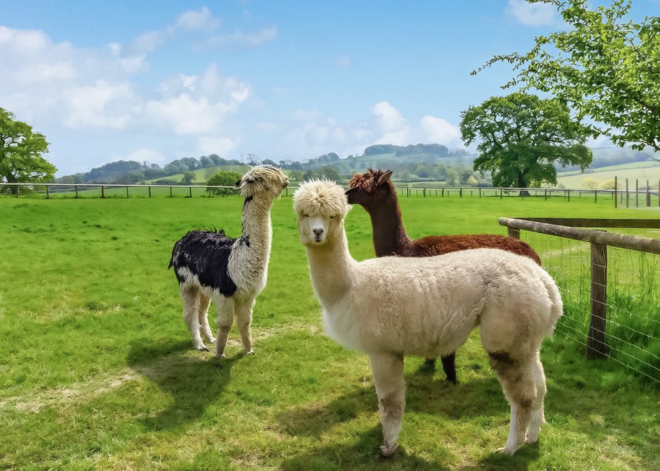 Three alpacas in a field.