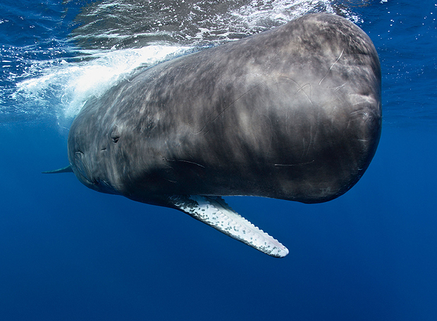 Whale