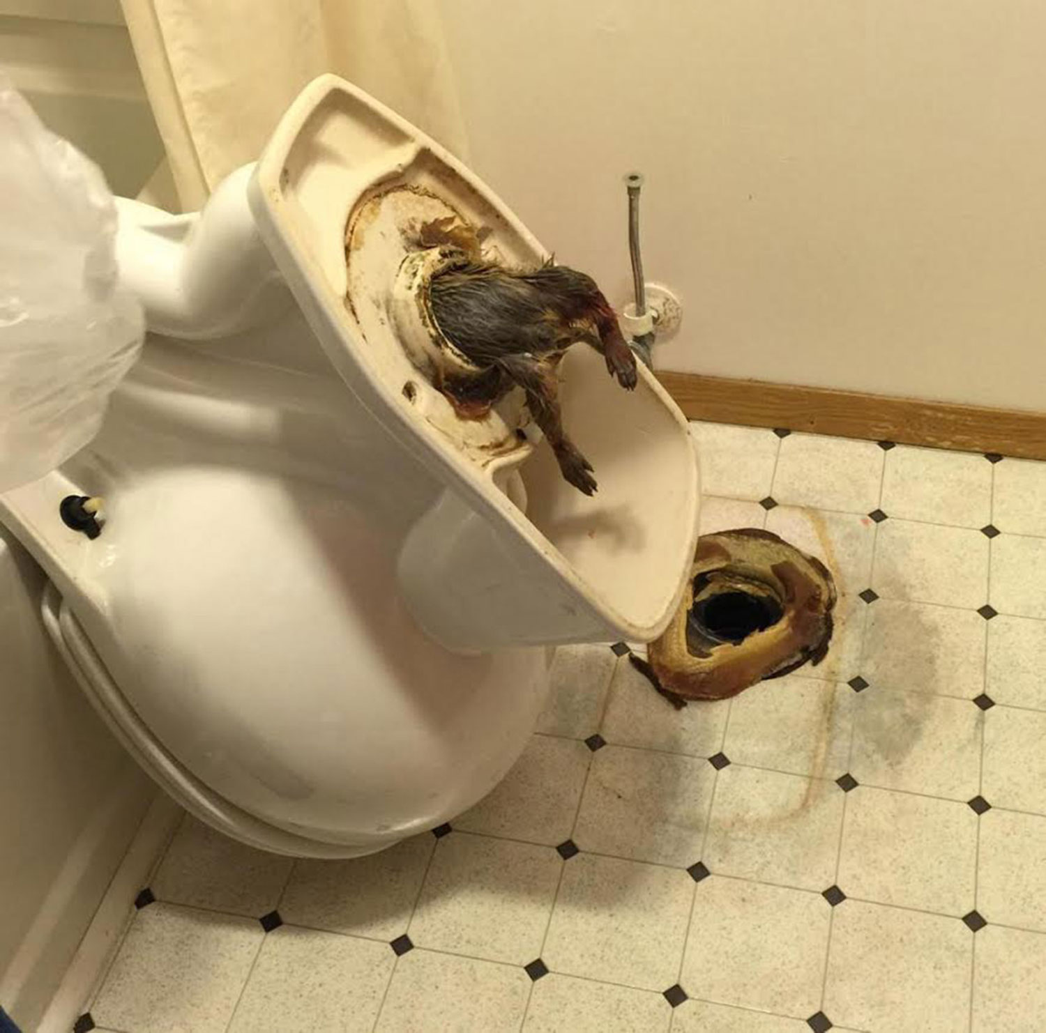 rat