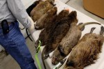 Monsters...Lord Dean Burr captured the family of two-foot super rats in Tooting, south London