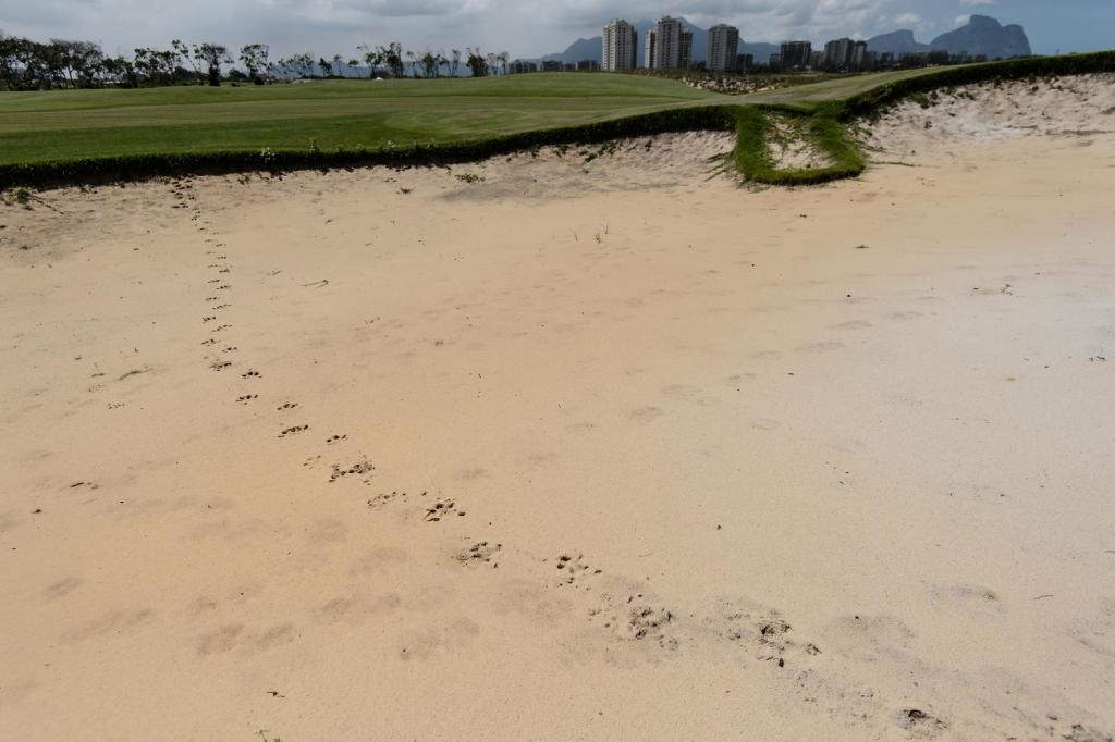 Hoofmarks from a capybara on the Rio golf course