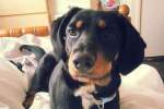 Barley is now fighting fit three years on from the horror accident