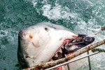 The great white shark baring its terrifying teeth