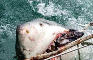 The great white shark baring its terrifying teeth