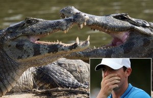 Alligator-like caiman and rodents bigger than dogs pose threat to Rio Olympics golf course