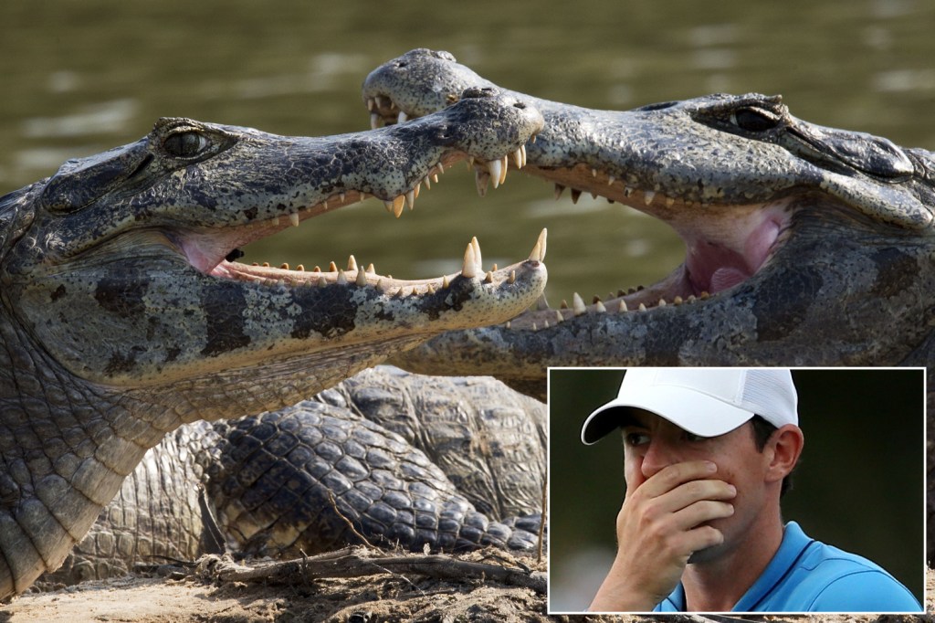 Caiman could roam round the course that stars such as Rory McIlroy will play on