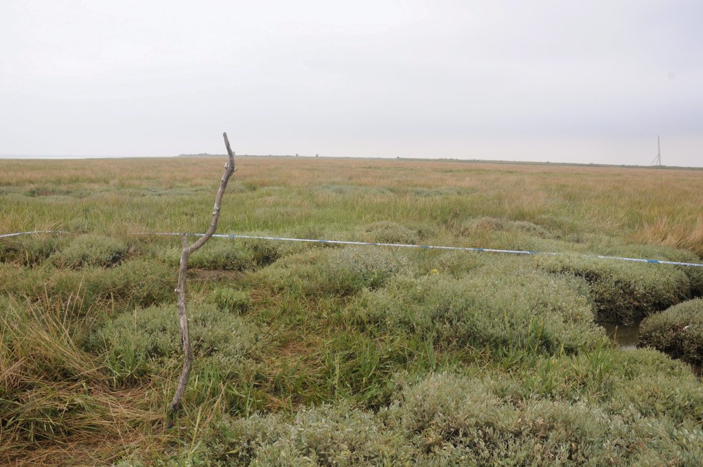 The area where the remains of Angela Millington were found on the marshes of Foulness Island, in Essex