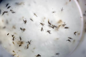 Aedes aegypti mosquito, currently in Madeira, travelling to countries including France and Italy 