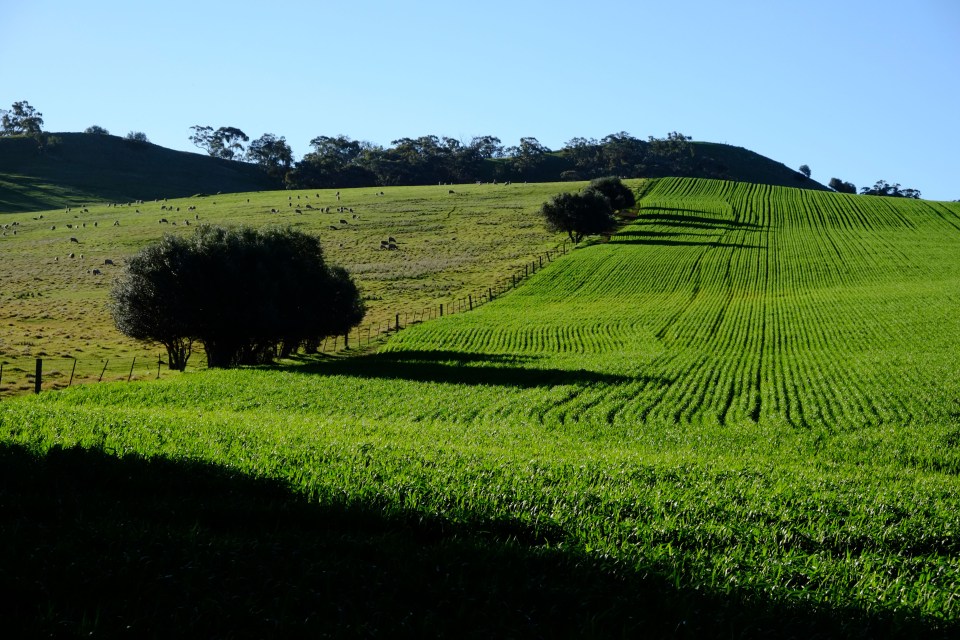 Sharon Heinrich, 45, was on the Riesling Trail in the Clare Valley when the incident occurred 