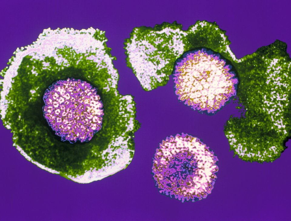 Herpes virus