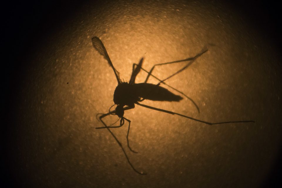 Aedes aegypti mosquito is p