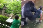 Harambe