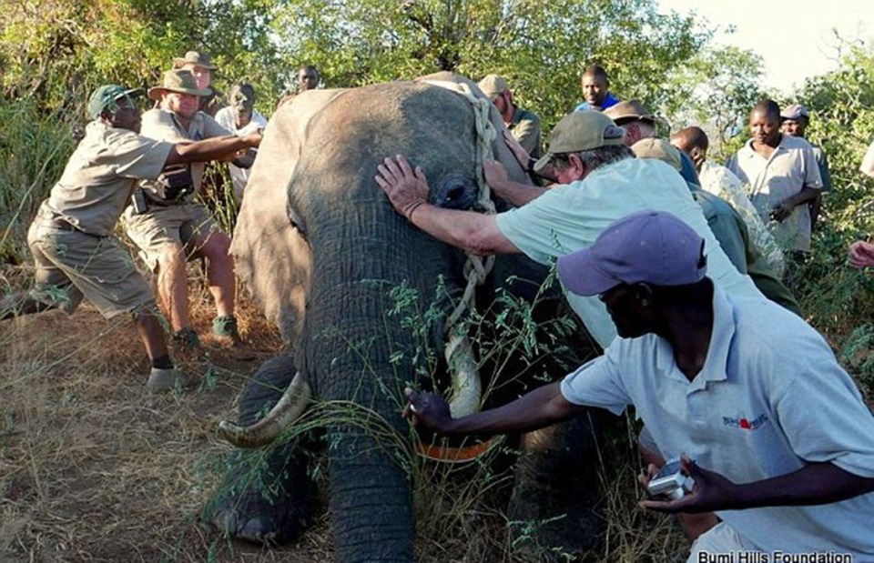 Elephant