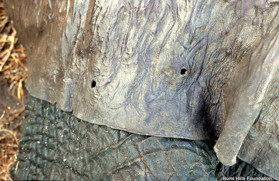 Elephant
