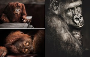 Incredible pics of zoo animals prove just how human the world's most endangered creatures appear